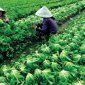 Huyện Triệu Sơn: Sau 3 năm xây dựng nông thôn mới